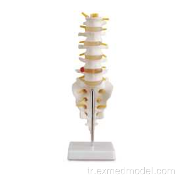 Sacrum ile hayat boyutlu lomber vertebra